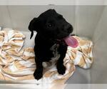 Small Labrador Retriever Mix