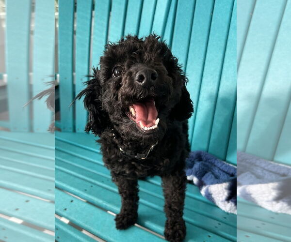 Medium Photo #1 Poodle (Toy)-Unknown Mix Puppy For Sale in Pacolet, SC, USA