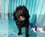 Small Poodle (Toy) Mix