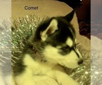 Small Photo #33 Siberian Husky Puppy For Sale in WASHBURN, WI, USA