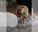 Small #11 Labrador Retriever Mix