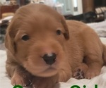 Small Photo #2 Golden Retriever Puppy For Sale in FRESNO, CA, USA
