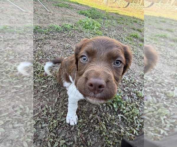 Medium Photo #1 Brittany Puppy For Sale in REHOBOTH, MA, USA