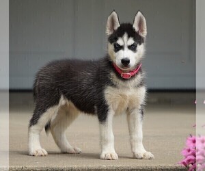 Siberian Husky Puppy for sale in FREDERICKSBG, OH, USA