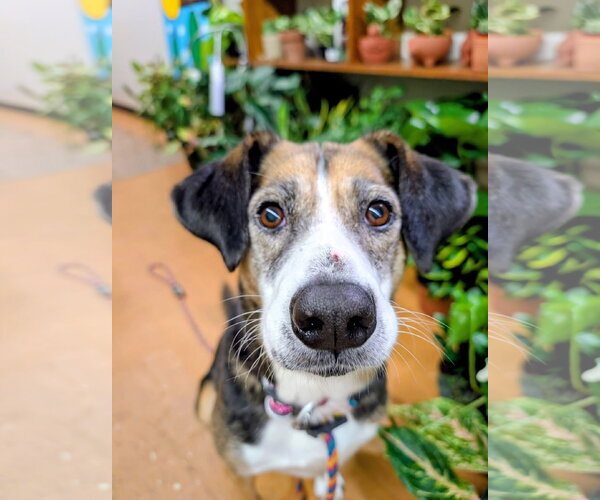 Medium Photo #2 Beagle-Unknown Mix Puppy For Sale in Germantown, OH, USA