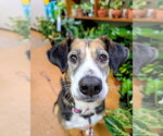 Small #1 Beagle Mix