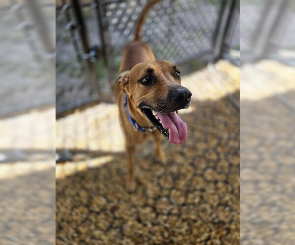 Medium Photo #2 Mutt Puppy For Sale in Palmetto, FL, USA