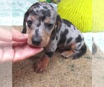 Image preview for Ad Listing. Nickname: Fergus