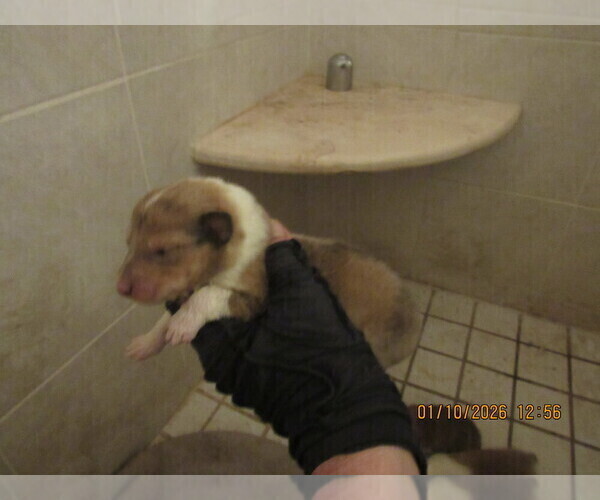 Medium Photo #6 Collie Puppy For Sale in HIGH POINT, NC, USA