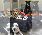 Small #4 Beagle Mix