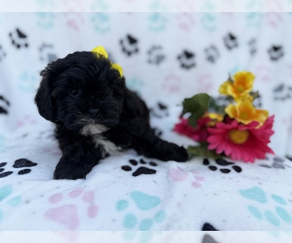 Medium Photo #7 Shih-Poo Puppy For Sale in LAKELAND, FL, USA