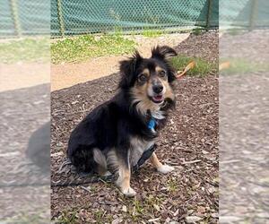 Australian Shepherd-Unknown Mix Dogs for adoption in Waterford, VA, USA