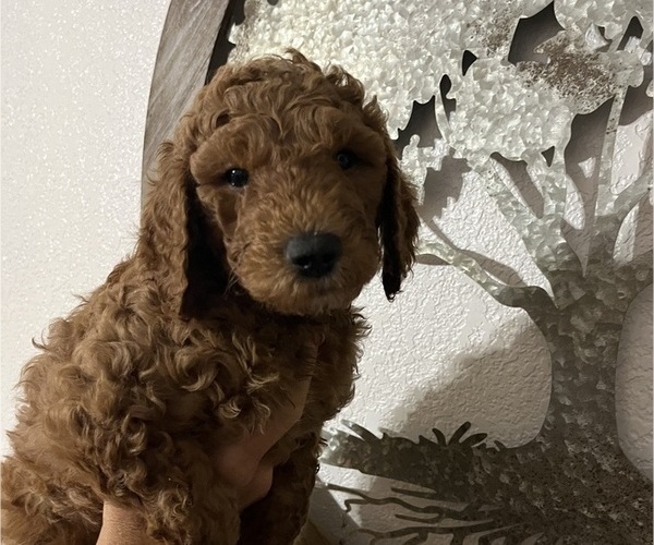 Medium Photo #7 Goldendoodle Puppy For Sale in FRESNO, CA, USA