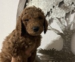 Puppy Puppy 6 Ivy Goldendoodle