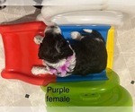 Small #3 Portuguese Water Dog