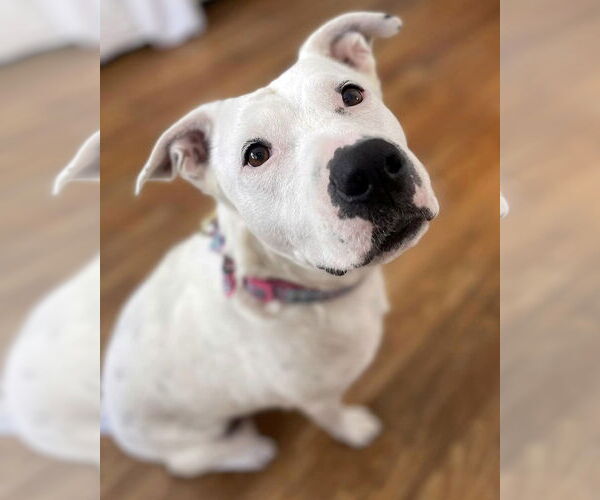 Medium Photo #8 American Pit Bull Terrier-Unknown Mix Puppy For Sale in Corona, CA, USA