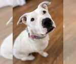 Small #7 American Pit Bull Terrier Mix