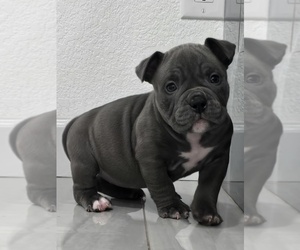 American Bully Puppy for sale in NORTH PORT, FL, USA