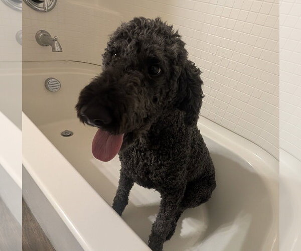 Medium Photo #2 Poodle (Standard) Puppy For Sale in McKinney, TX, USA