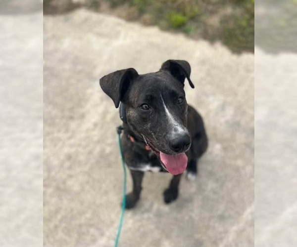 Medium Photo #2 American Staffordshire Terrier-Unknown Mix Puppy For Sale in Germantown, OH, USA