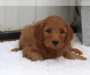Goldendoodle Puppy for sale in FREDERICKSBURG, OH, USA