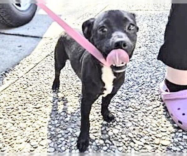 Medium Photo #2 Chihuahua Puppy For Sale in Houston, TX, USA