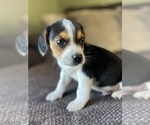 Small Photo #7 Beagle Puppy For Sale in FORDLAND, MO, USA
