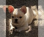 Gus - Male French Bulldog Puppy for Sale - Photo #4