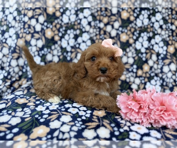 Medium Photo #8 Cavapoo (Miniature) Puppy For Sale in LAKELAND, FL, USA