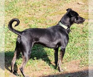 American Pit Bull Terrier-Labrador Retriever Mix Dogs for adoption in Cary, NC, USA