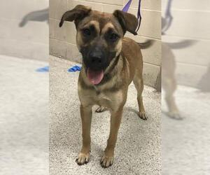 Labrador Retriever-Unknown Mix Dogs for adoption in Conroe, TX, USA