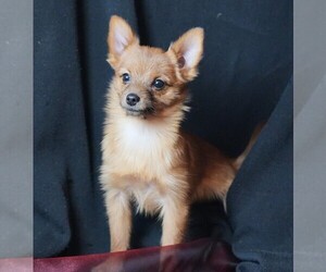 Yoranian Puppy for sale in ROCK VALLEY, IA, USA