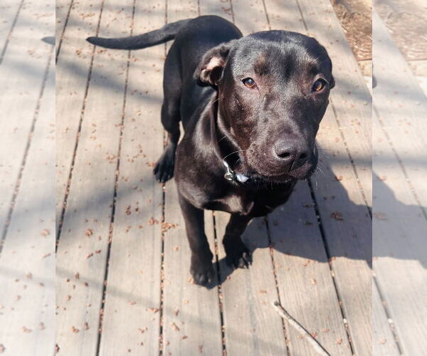 Medium Photo #13 Labrador Retriever-Unknown Mix Puppy For Sale in Princeton, MN, USA