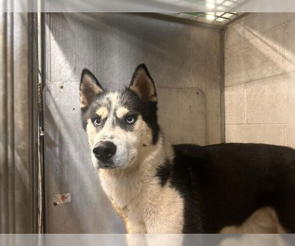 Medium Photo #1 Siberian Husky Puppy For Sale in San Bernardino, CA, USA