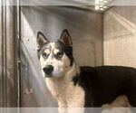 Small Siberian Husky