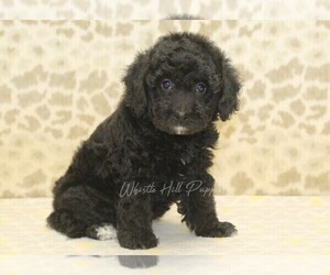 Miniature Bernedoodle Puppy for sale in DENVER, PA, USA