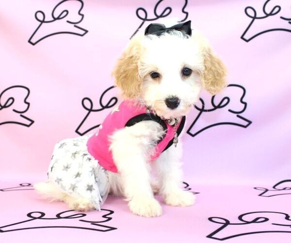 Medium Photo #8 Poodle (Miniature) Puppy For Sale in LAS VEGAS, NV, USA
