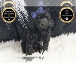 Small #4 Poodle (Toy)