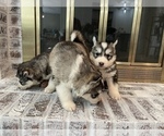Small Photo #42 Siberian Husky Puppy For Sale in KANSAS CITY, MO, USA