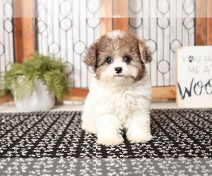 Poochon Puppy for sale in NAPLES, FL, USA