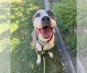 Peggy - Female American Staffordshire Terrier Dog for Adoption - Photo #3