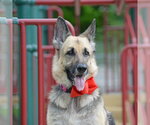 Small #1 German Shepherd Dog