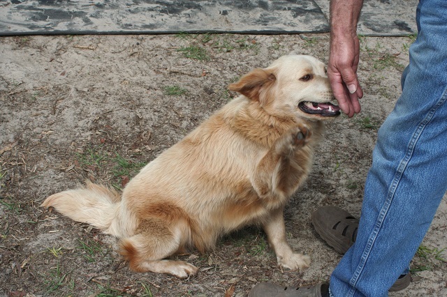 Medium Photo #1 Golden Retriever Puppy For Sale in HIGH POINT, NC, USA