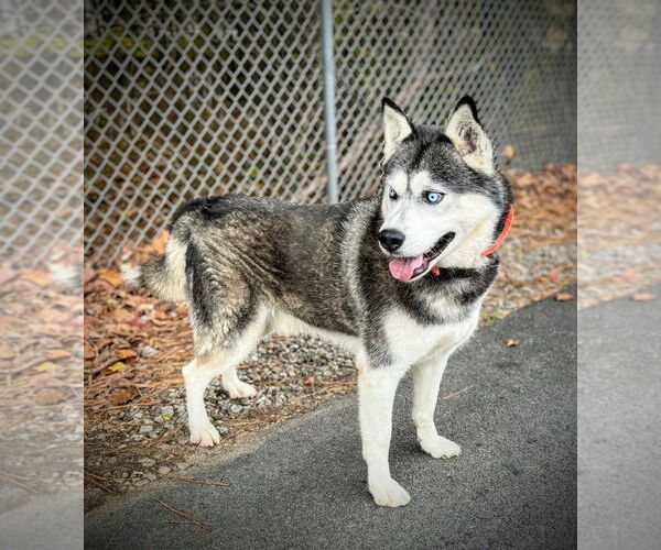 Medium Photo #2 Siberian Husky Puppy For Sale in Cumming, GA, USA