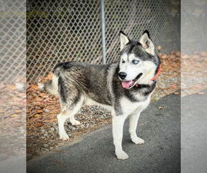 Siberian Husky Dogs for adoption in Cumming, GA, USA
