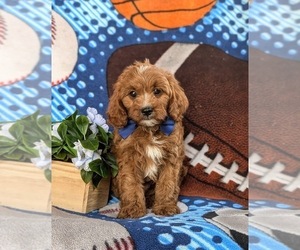 Cavapoo Puppy for sale in QUARRYVILLE, PA, USA