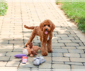 Cavapoo (Miniature) Puppy for Sale in SYRACUSE, Indiana USA