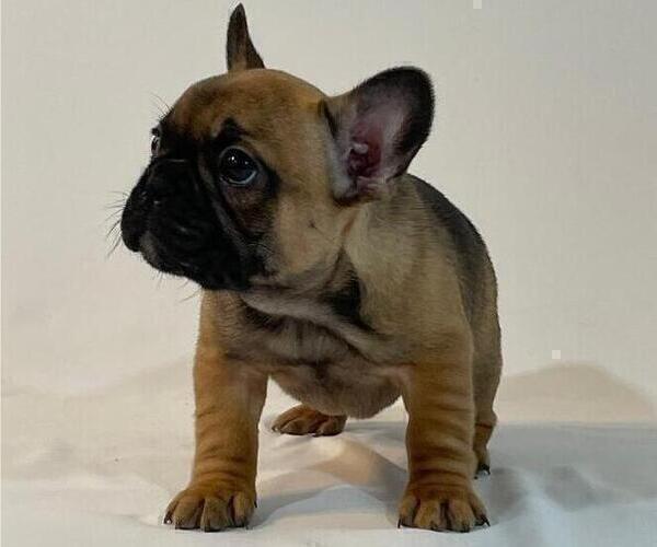 Medium Photo #3 French Bulldog Puppy For Sale in SUISUN CITY, CA, USA