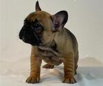 Small Photo #3 French Bulldog Puppy For Sale in SUISUN CITY, CA, USA