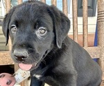 Small #18 Labrador Retriever